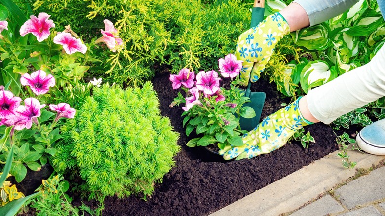 Planting petunias in garden bed