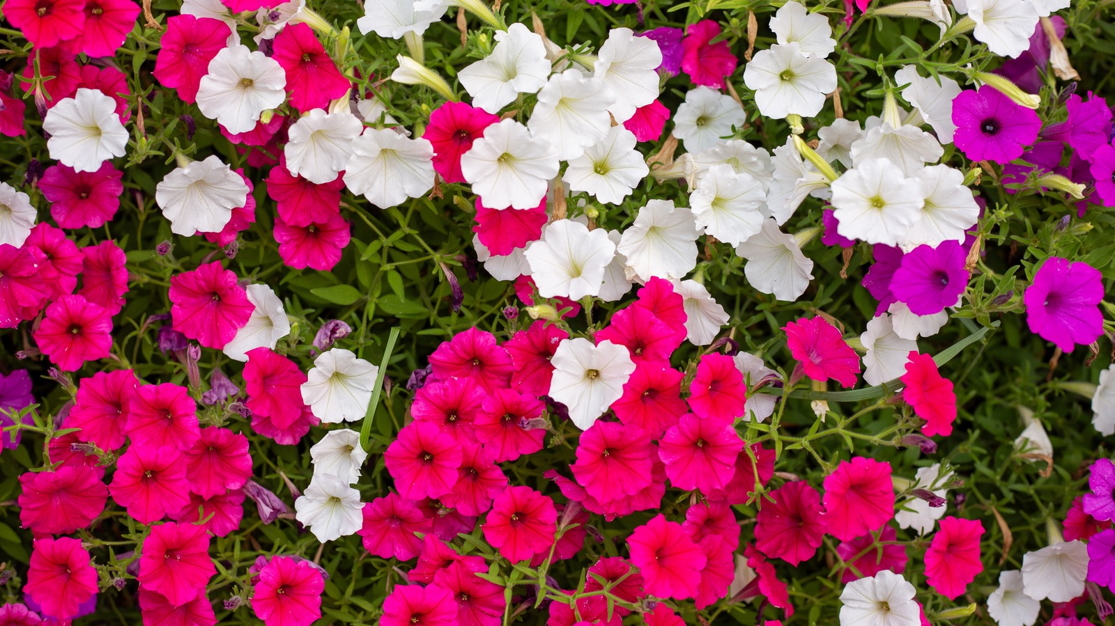 The Colorful Plant That Will Thrive Alongside Petunias In The Garden