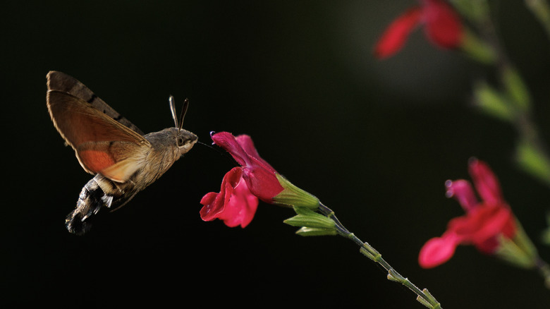 Hummingbird flying near salvia plant