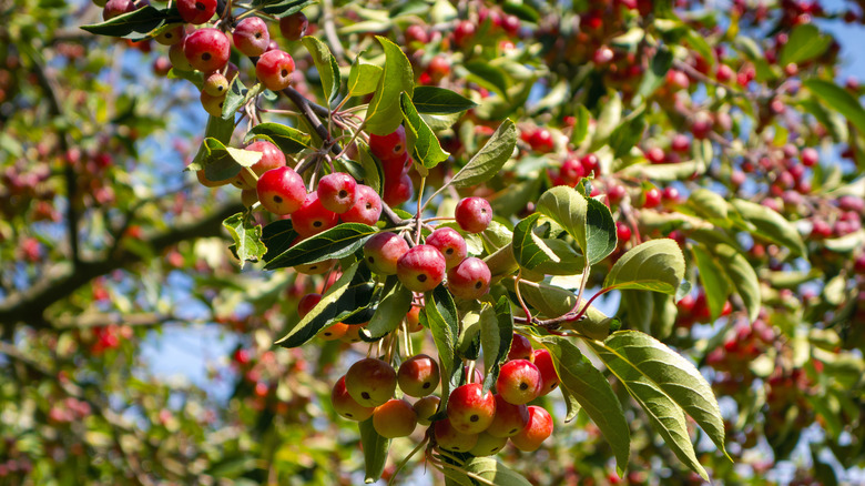 Crabapple fruits on tree