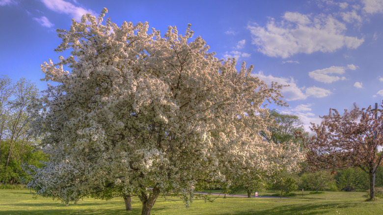 Flowering crabapple trees