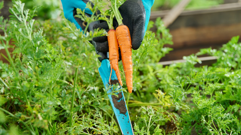 Gardener harvesting some healthy carrots from a garden bed
