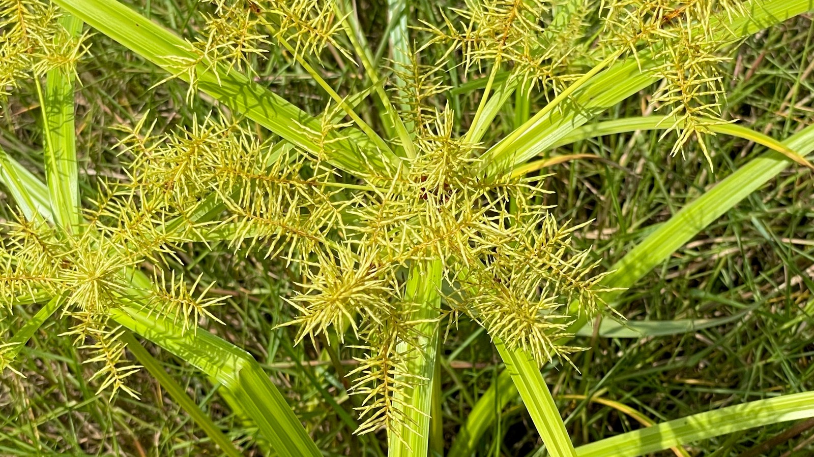 The Common Baking Ingredient That Wipes Out Invasive Nutsedge