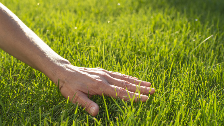 Hand touching healthy lawn