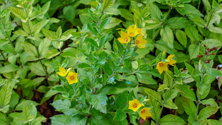 Lysimachia nummularia or creeping Jenny