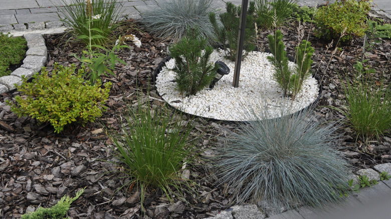 garden bed with groundcovers