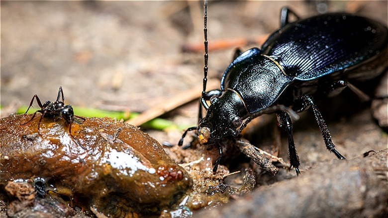 Ground beetle eating a slug