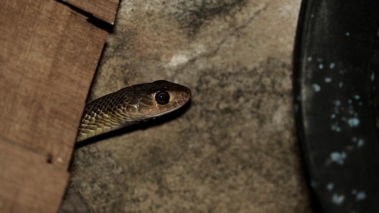 Snake under wood in garage