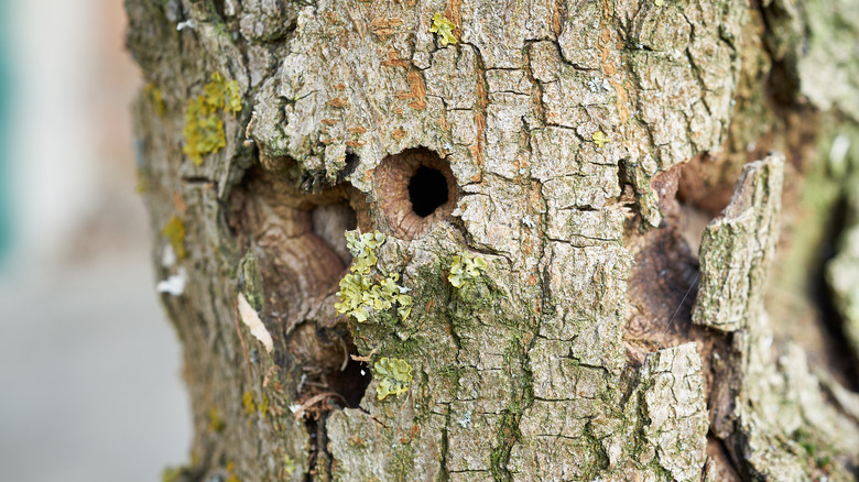 Holes in tree trunk