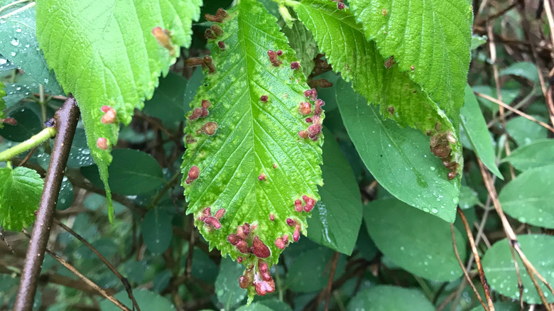 witch hazel plant with aphids