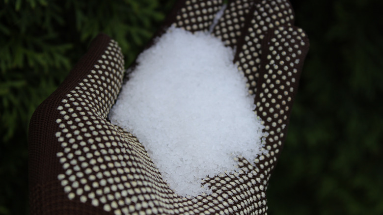 Epsom salt in gloved hand