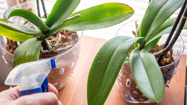 spraying orchid leaves