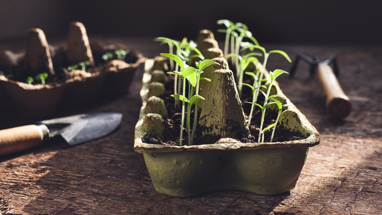 Tomato seedlings sprouting in egg carton