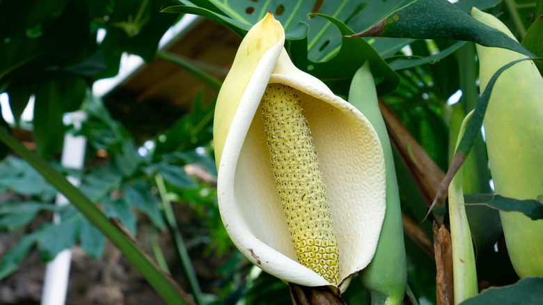 Flowering Monstera deliciosa