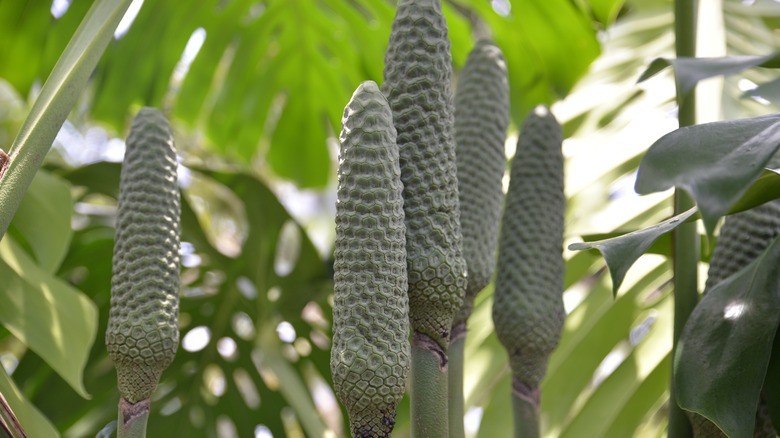 Monstera fruits