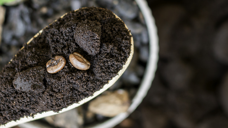 Coffee grounds above potting soil