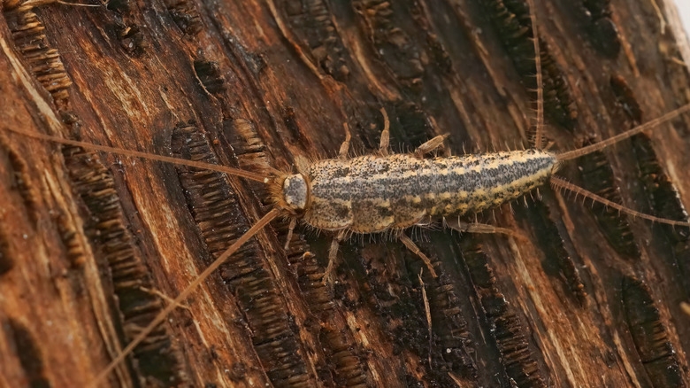 Silverfish on wood