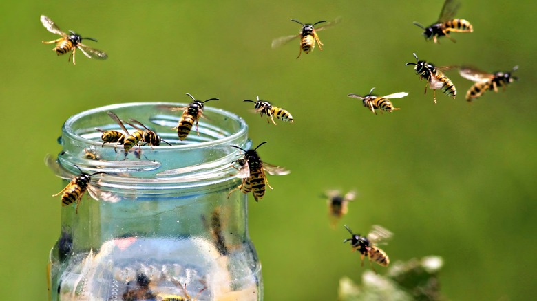 wasps swarming glass jar