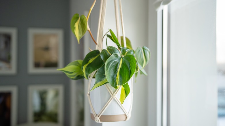 Hanging philodendron in a white plant pot
