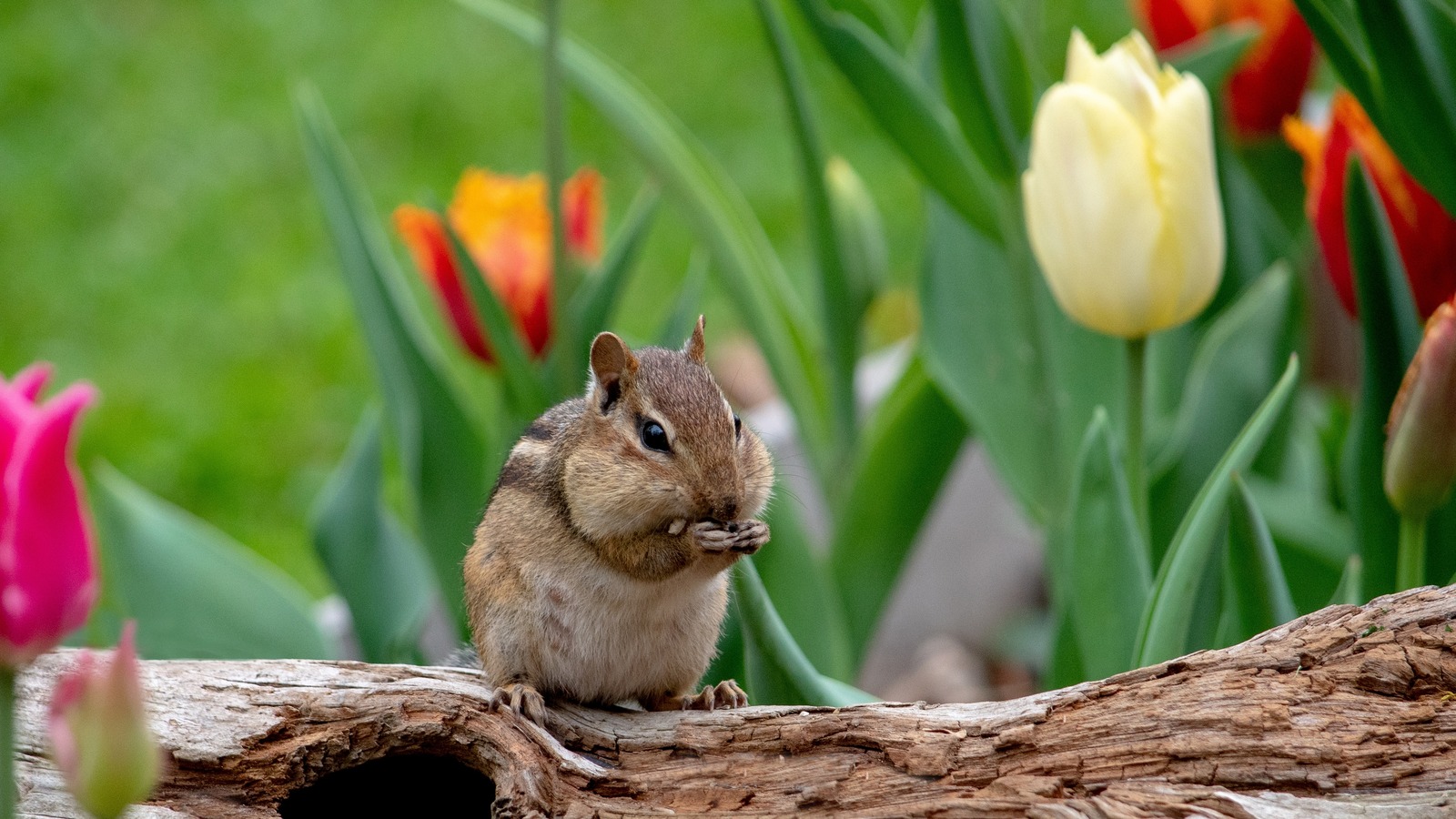 Humane Ways to Get Rid of Chipmunks From Your Garden