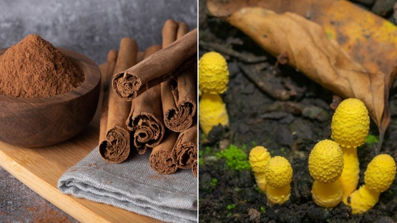 Cinnamon spice, Leucocoprinus birnbaumii mushroom