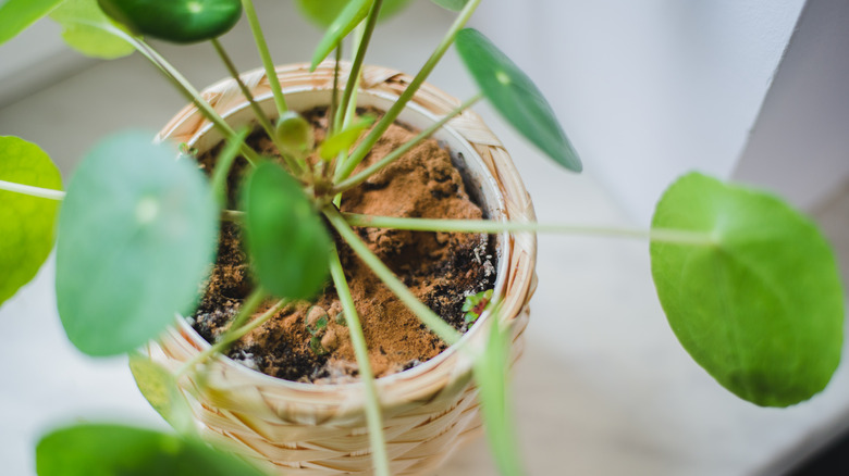 Cinnamon on house plant soil