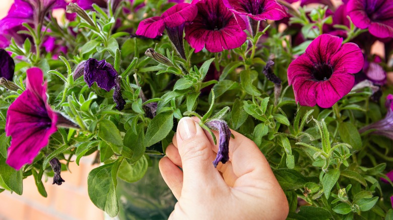 pruning petunias at the base