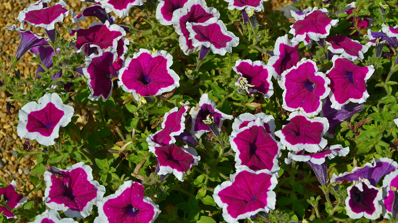 bushy purple and white petunias