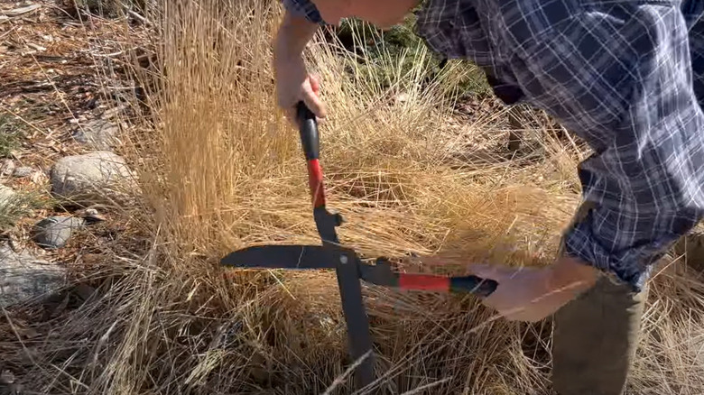 Cutting Karl Foerster grass