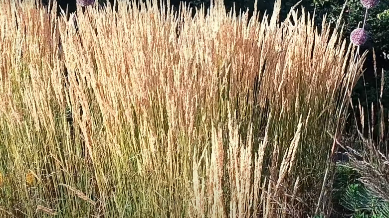 Karl Foerster grass in sun