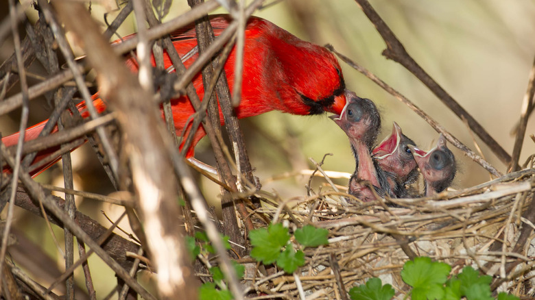 Northern cardinal feeding offspring