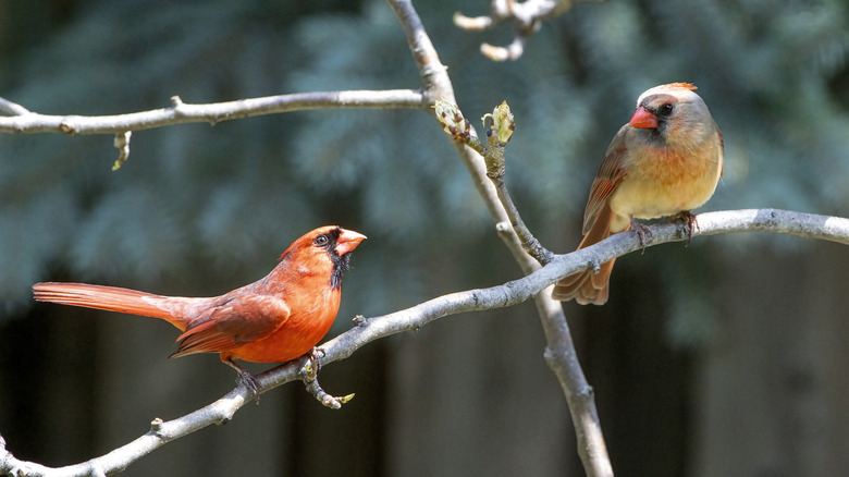 Red cardinal mates on branch