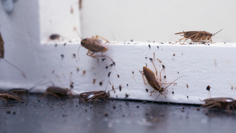 cockroaches entering through door