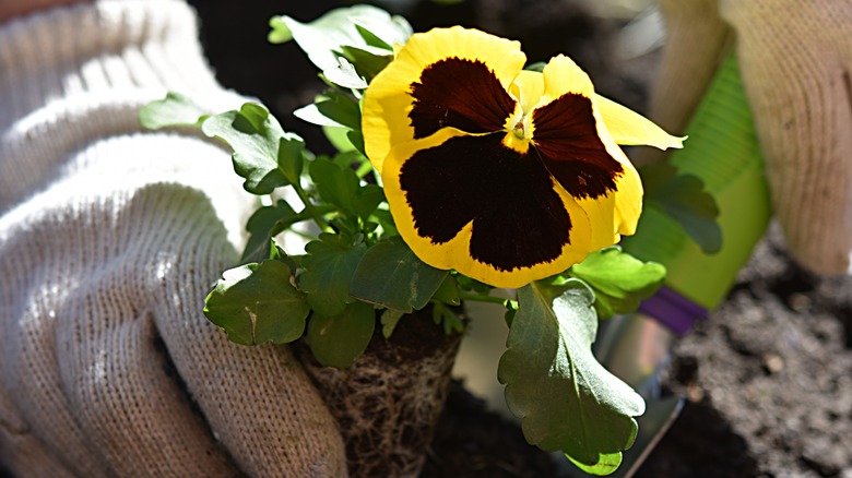 person planting yellow pansy