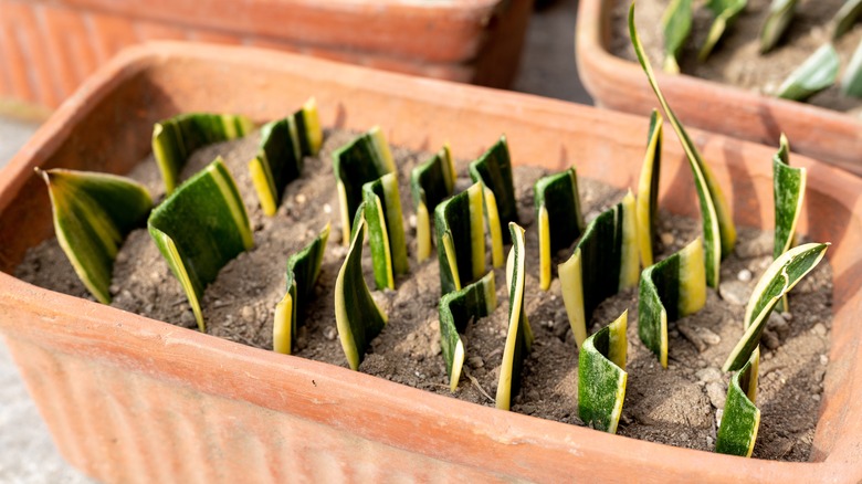 snake plant cuttings in pots