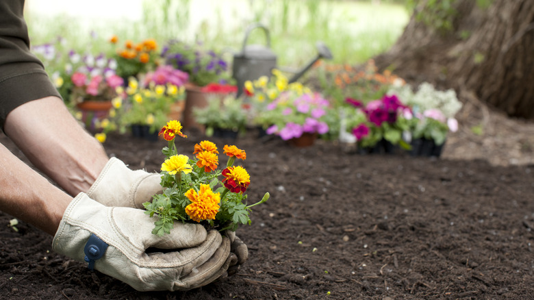 Planting marigolds in garden