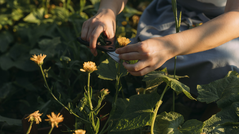 Deadheading spent marigold blooms