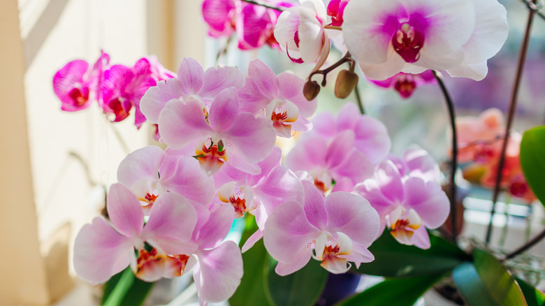 An orchid with pink and white blooms