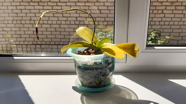 A potted orchid in a window seal with yellow leaves and a dead stem