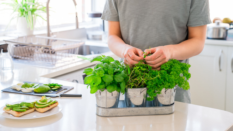 Trimming herb garden