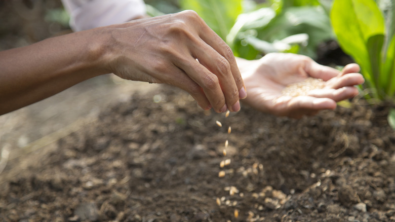 Hands planting seeds