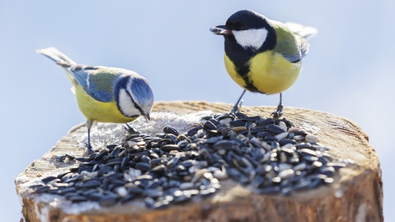 Two birds selecting sunflower seeds sitting on a small stump.