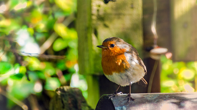 A small bird perched on a metal pipe