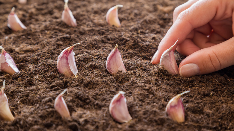 Person planting garlic cloves