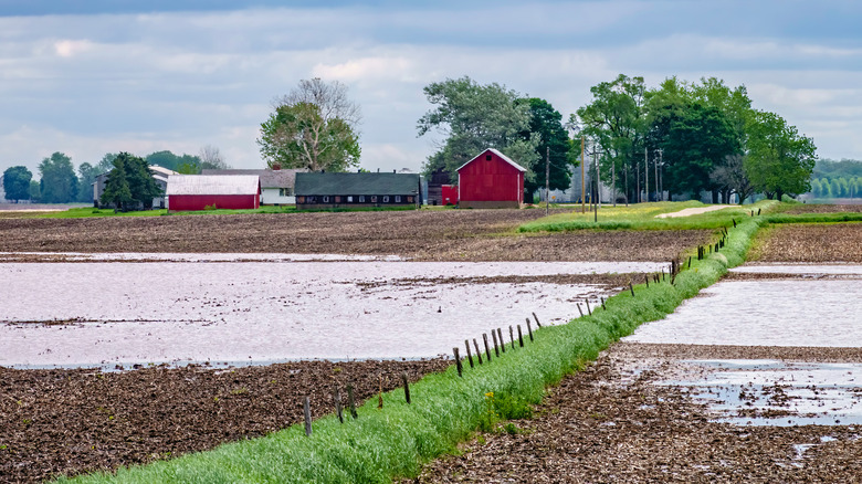 Flooded fallow fields 