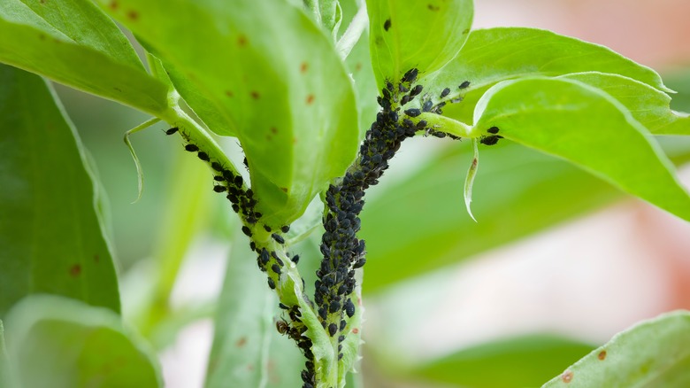 black aphid group under leaves
