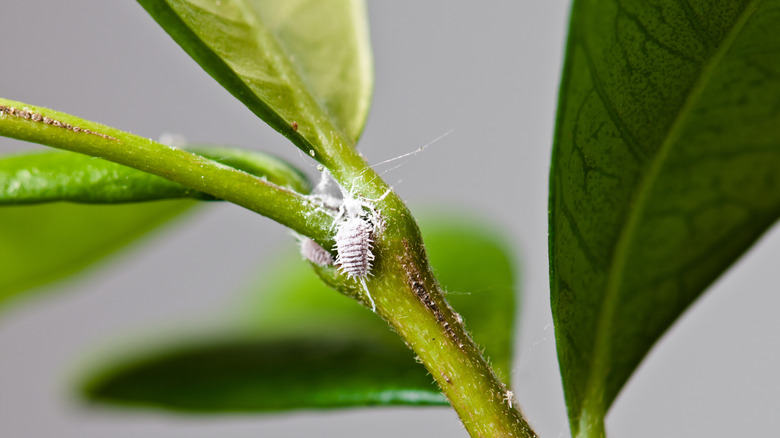 white mealybugs on plant stem