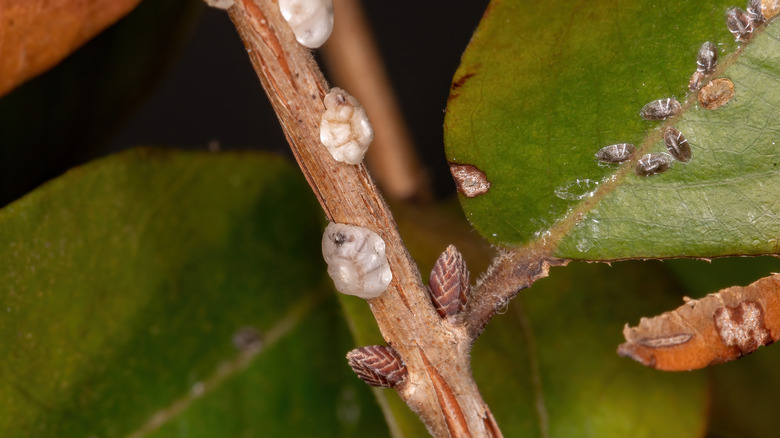 brown scales on leaves/stem