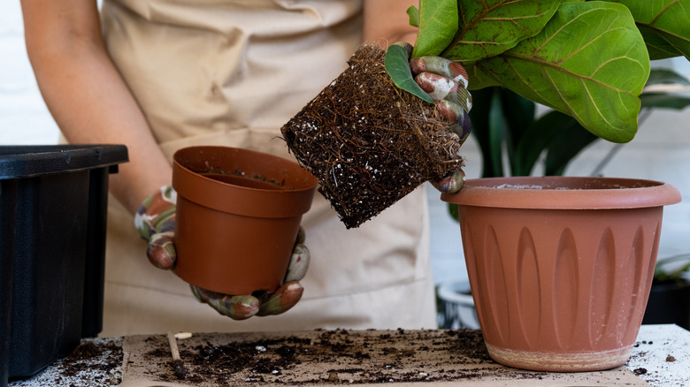 person removing plant from pot