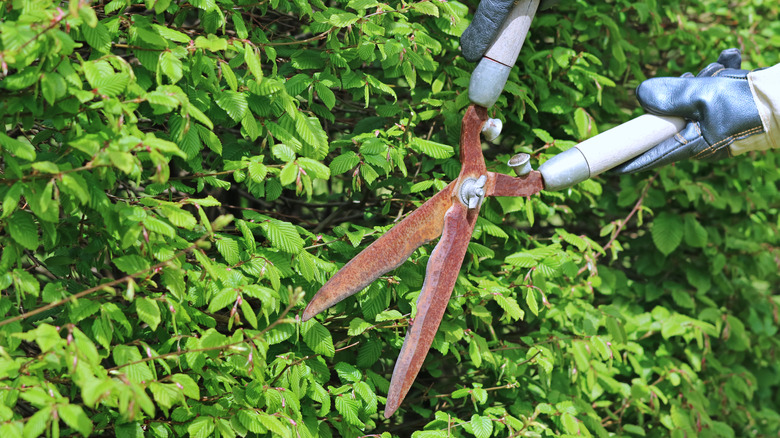 Pair of rusty garden shears